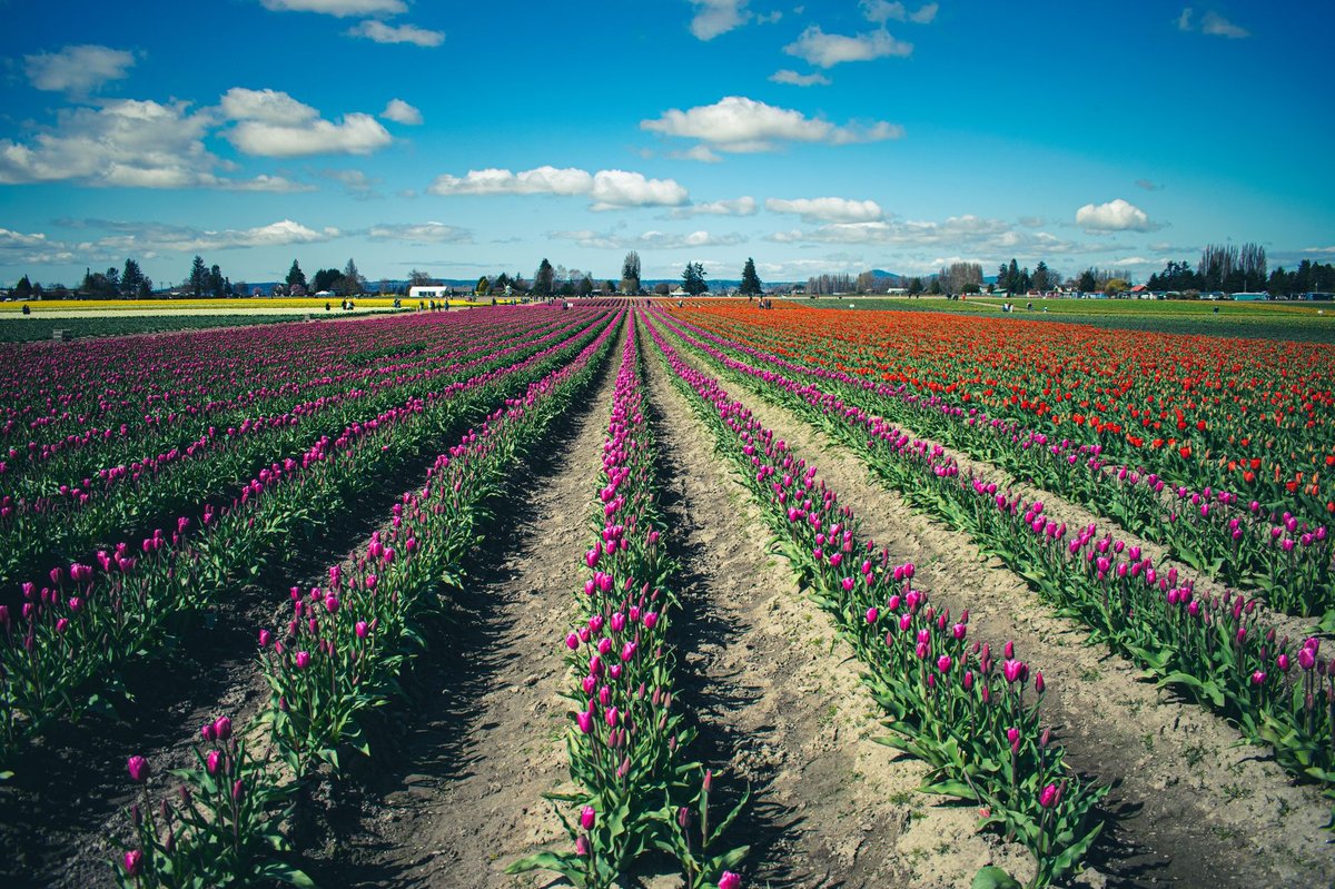 Rows of blooming tulips in the Skagit Valley near La Conner