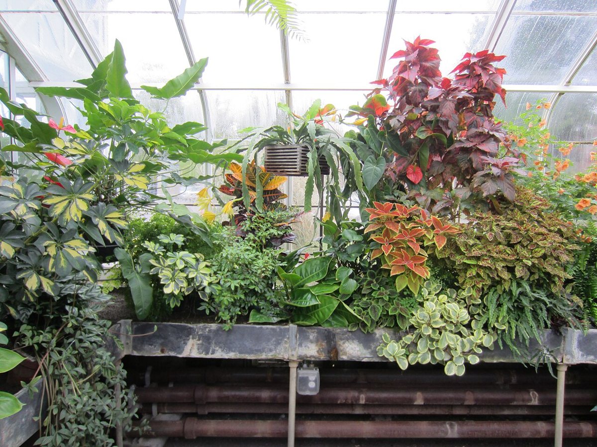 Couple standing among tropical plants inside the glass Volunteer Park Conservatory in Seattle