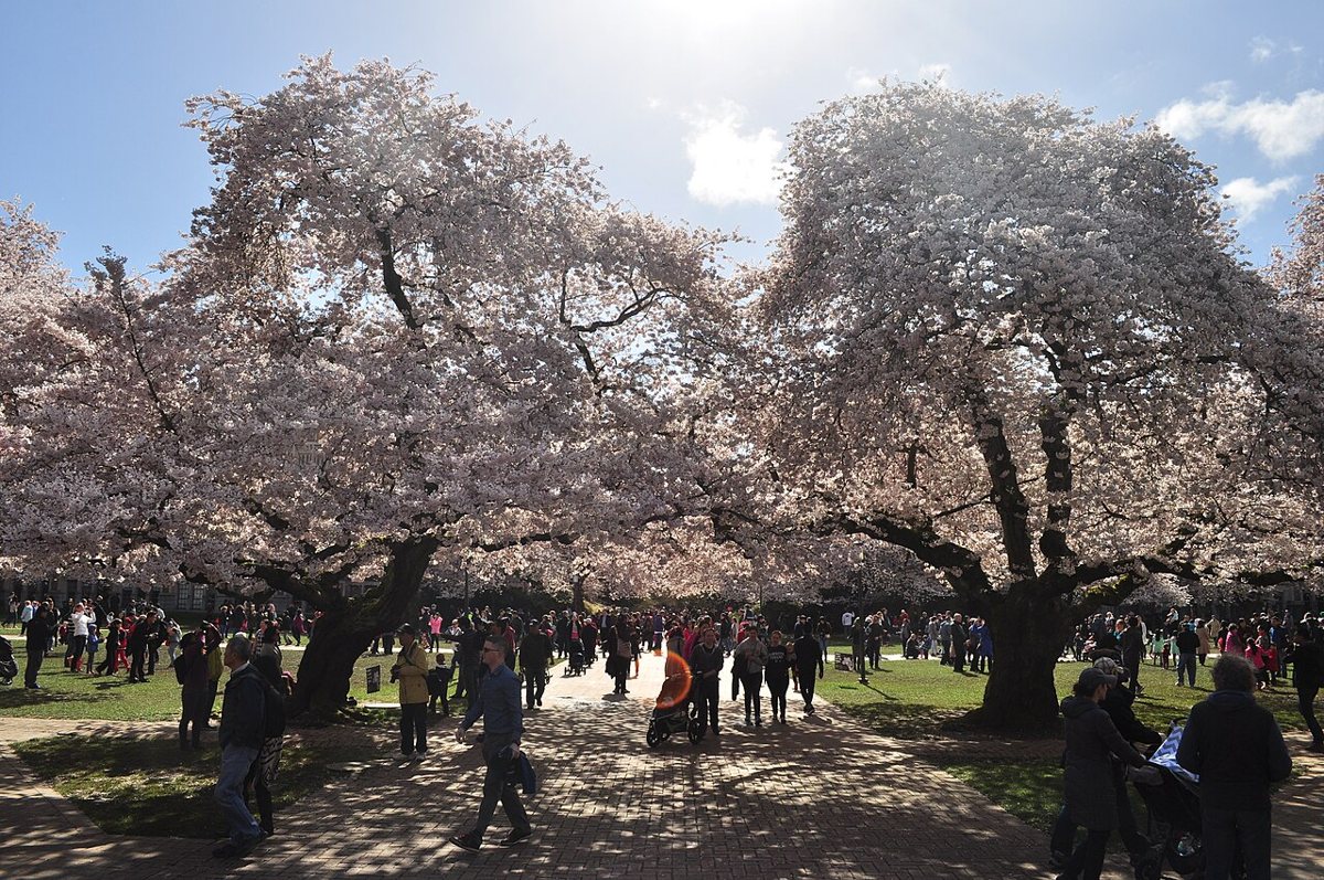 cherry trees in bloom on the UW Quad