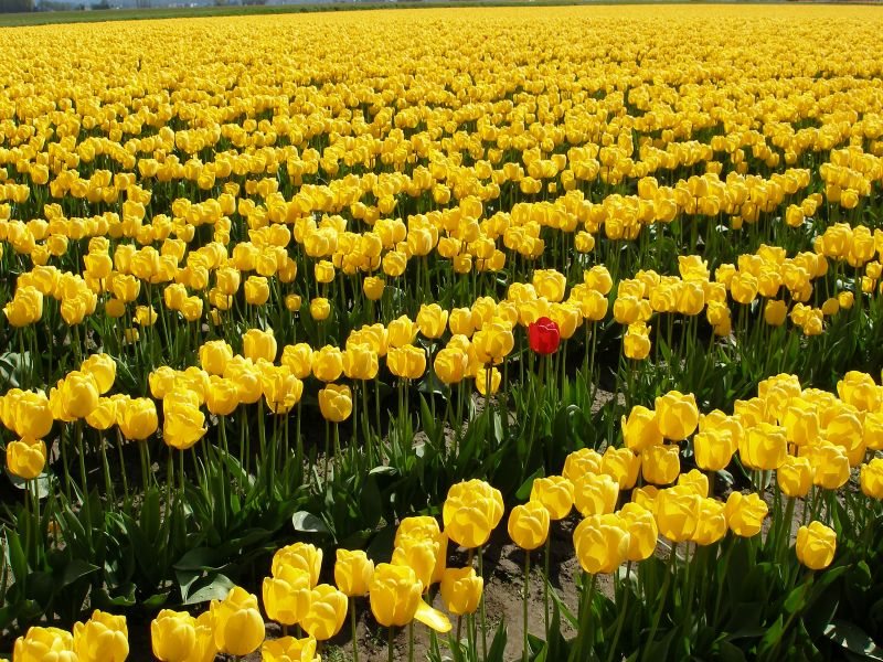 a field of tulips in bloom in the Skagit Valley