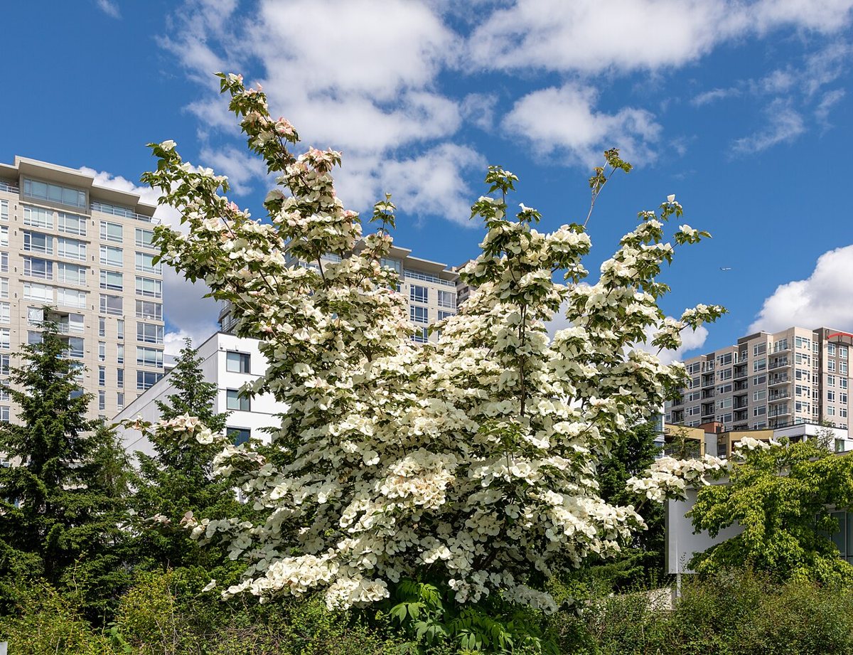 the Olympic Sculpture Park on the Seattle waterfront