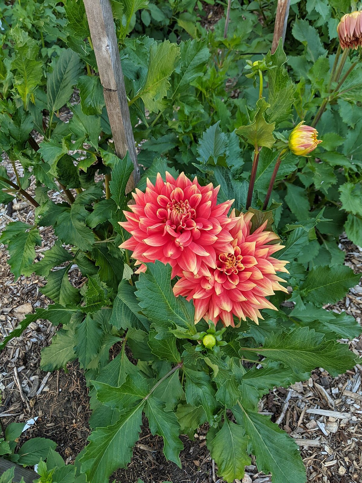 dahlias blooming in the garden at Volunteer Park